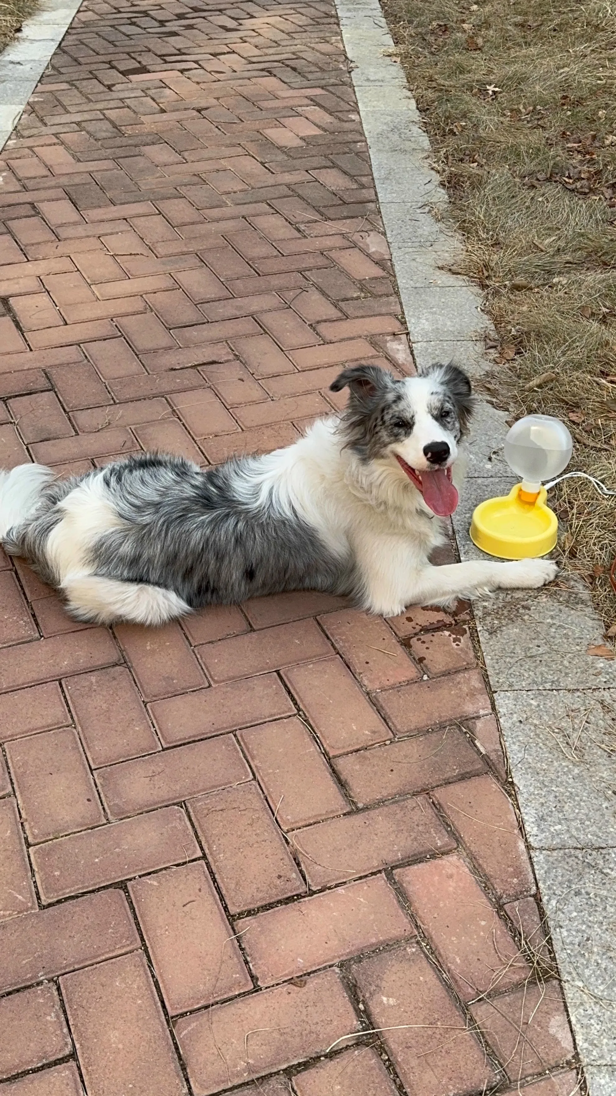 Out Drinking Water Feeder